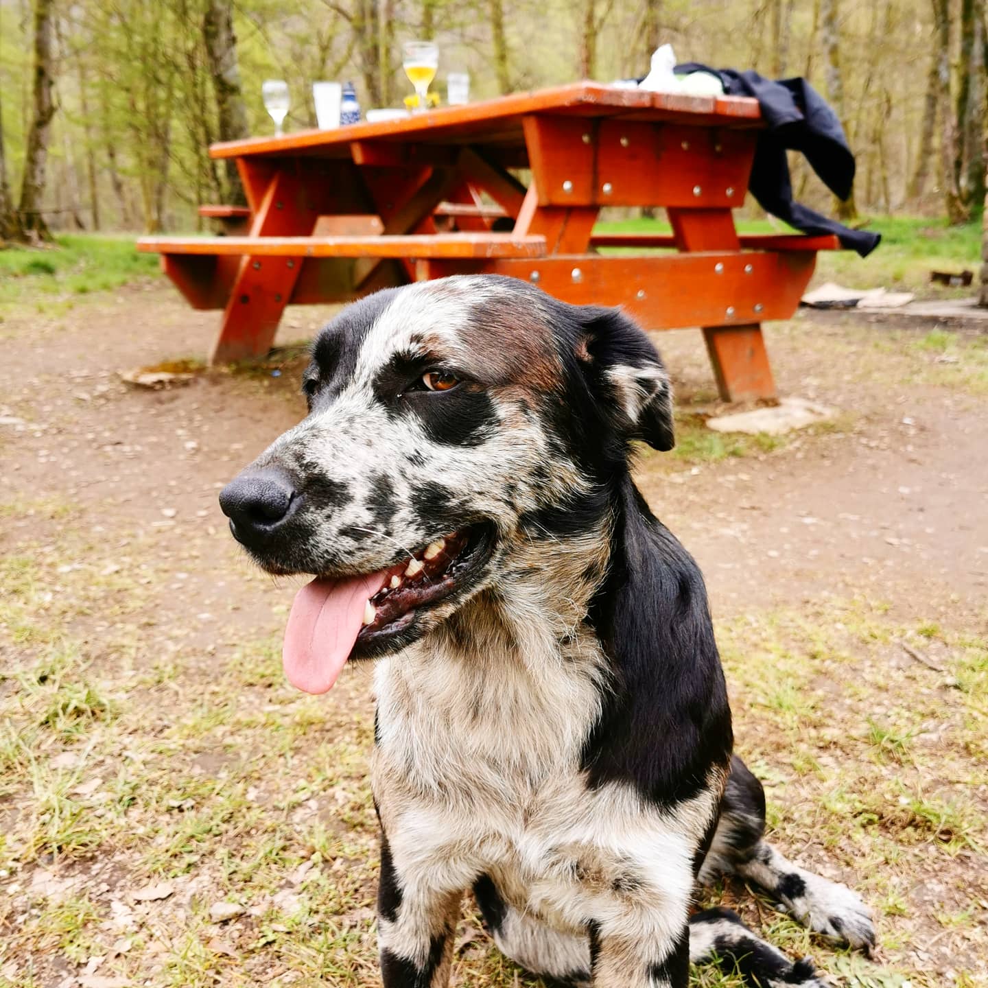 Ardennes_Haulme_chien_table_pique_nique
