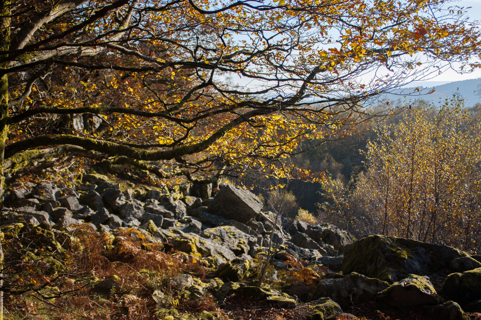 Danielle_Gevaerts_-__GEIE_Destination_Ardenne_Foret_en_automne_a_Roc_la_Tour_10276-1600px