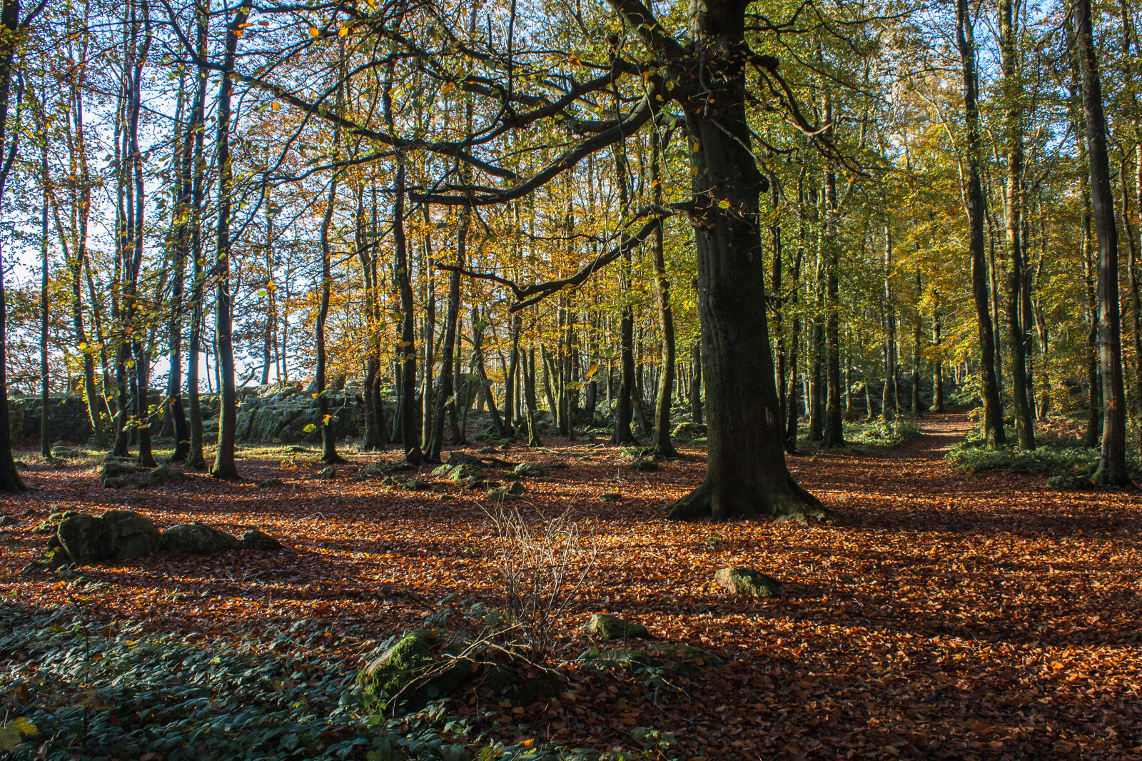 Danielle_Gevaerts_-__GEIE_Destination_Ardenne_Foret_en_automne_a_Roc_la_Tour_10277-1600px