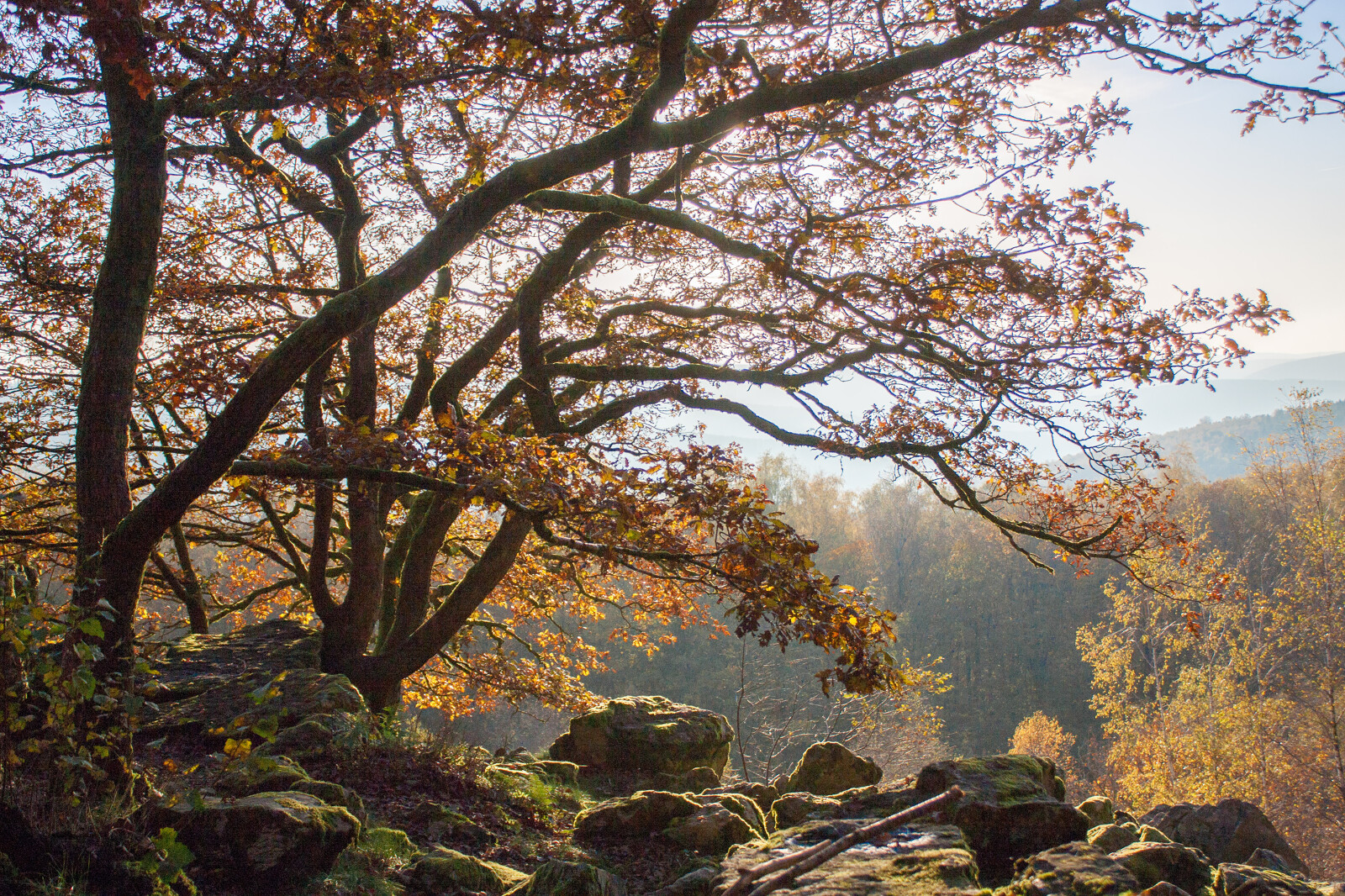 Danielle_Gevaerts_-__GEIE_Destination_Ardenne_Foret_en_automne_a_Roc_la_Tour_10280-1600px